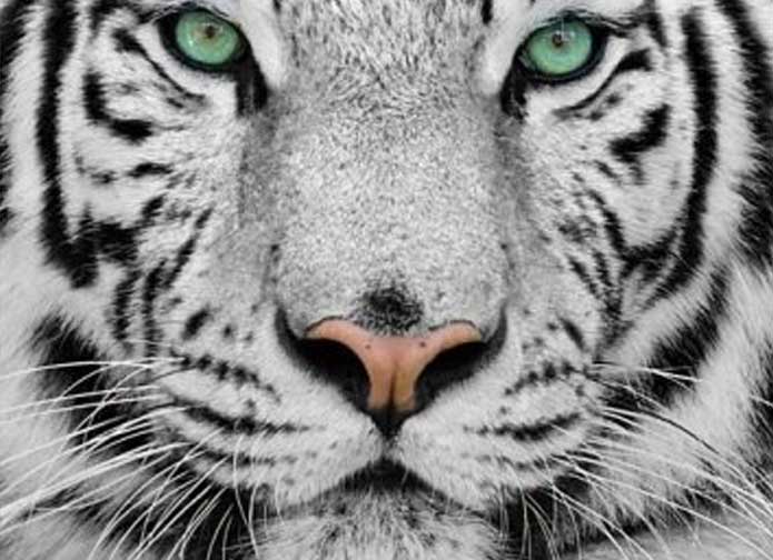 Elevate Your Home Décor with Acrylic Wall Art—On Sale Now!