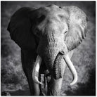 J and M Furniture Wall Art Elephant Power SB-61167